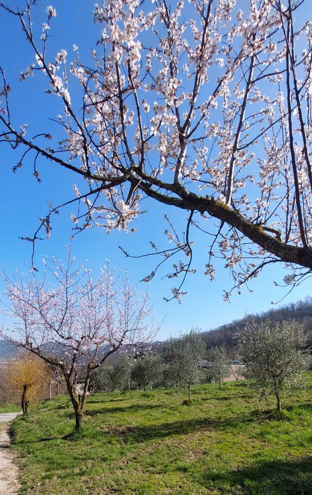 Ristoro La Vallesana | Colli Euganei
