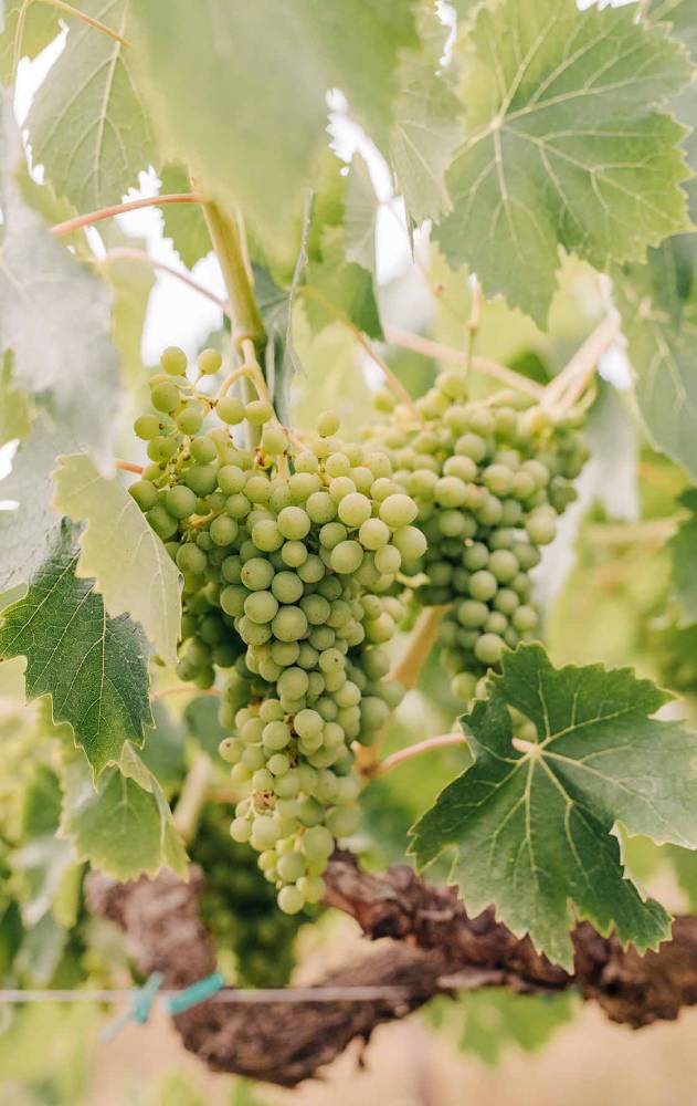 Ristoro La Vallesana | Colli Euganei