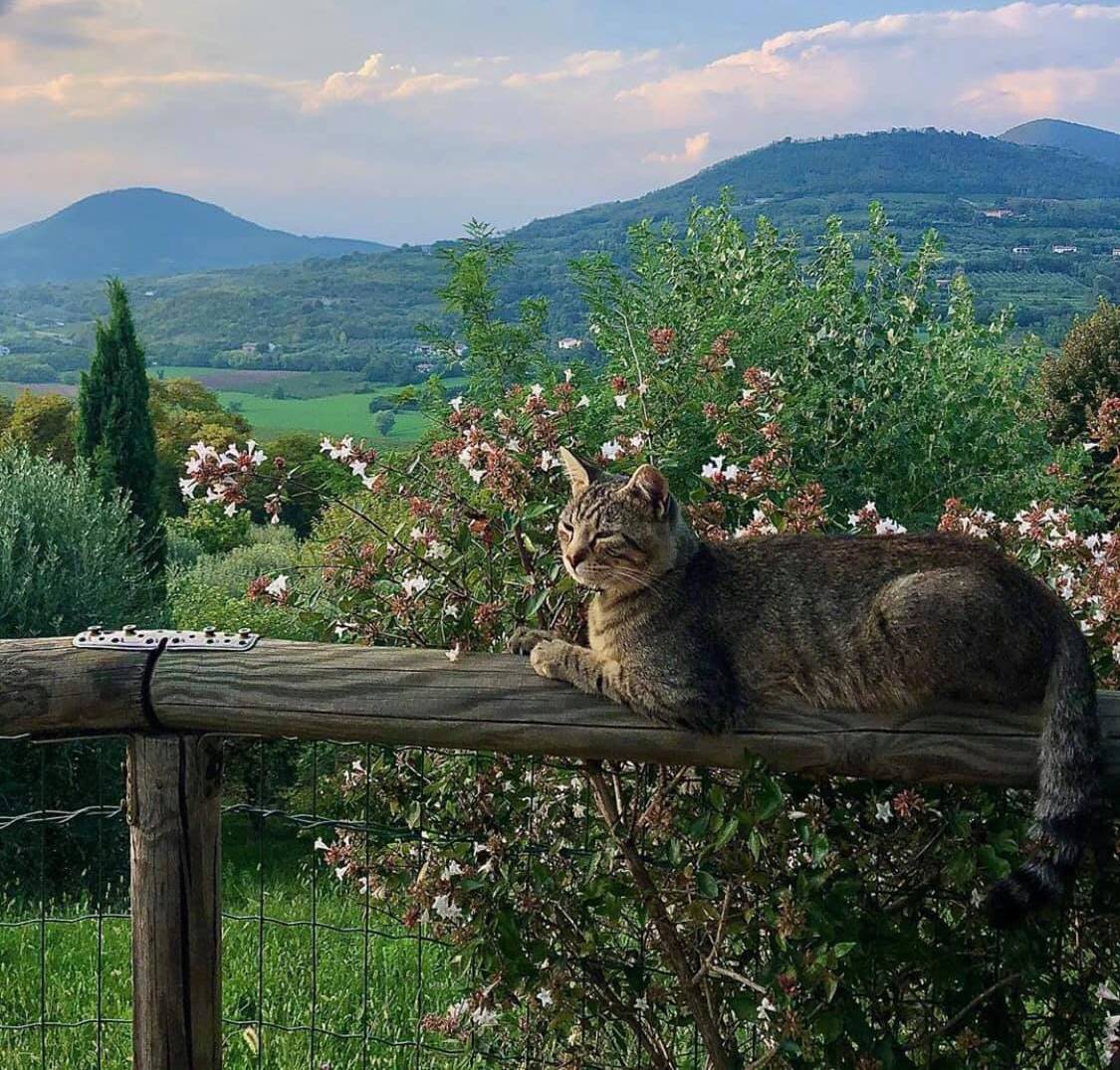 Ristoro La Vallesana | Colli Euganei